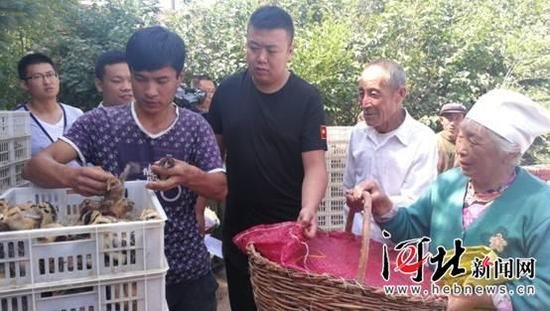 张北县三个深度贫困村120户贫困户免费领取爱心鸡苗（图）