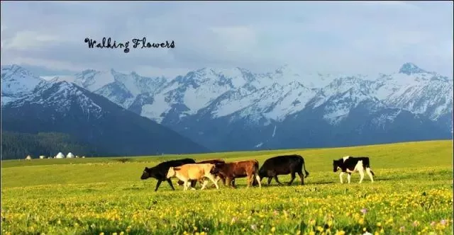 中国夏天最美的风景在哪里？你肯定不敢相信这里是新疆！
